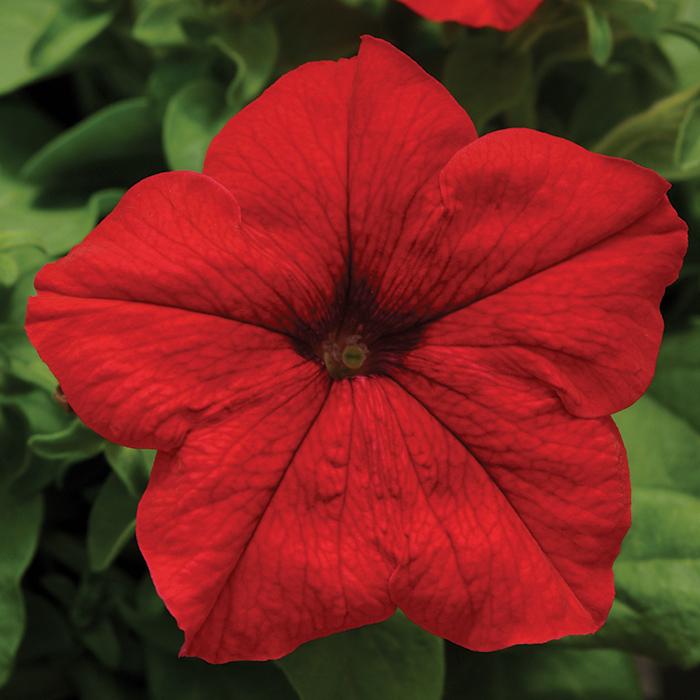Petunia Ez Rider Red - View 2 from www redcrocus com