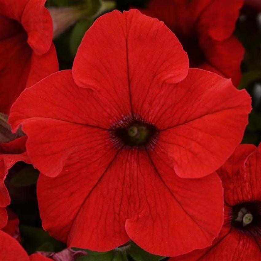 Petunia Ez Rider Red - View 3 from www redcrocus com