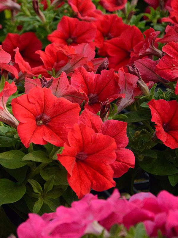 Petunia Ez Rider Red - View 5 from www redcrocus com