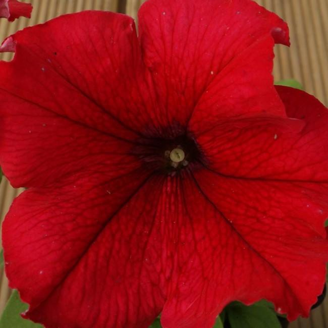 Petunia Ez Rider Red - View 6 from www redcrocus com