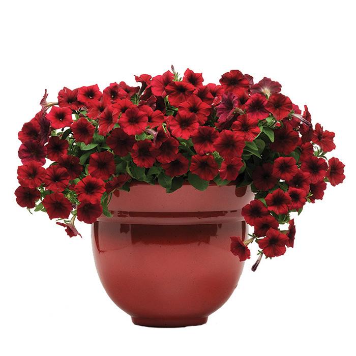 Petunia Ez Rider Red - View 7 from www redcrocus com