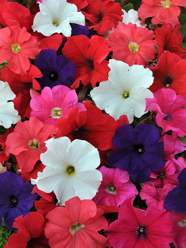Petunia Ez Rider Red - View 9 from www redcrocus com