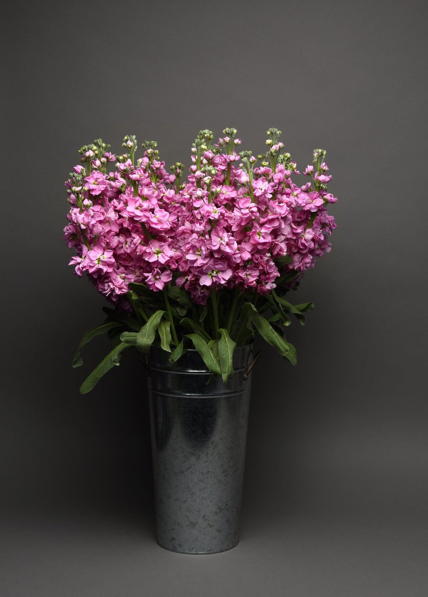 Vinca 'titan Clear Mix' - View 10 from www redcrocus com