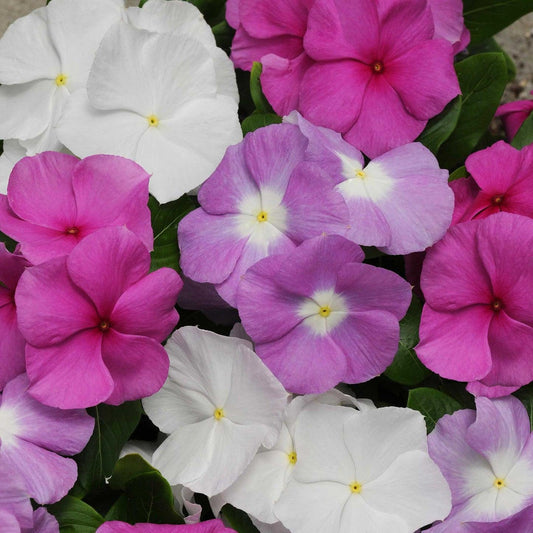 Vinca 'titan Clear Mix' - View 1 from www redcrocus com