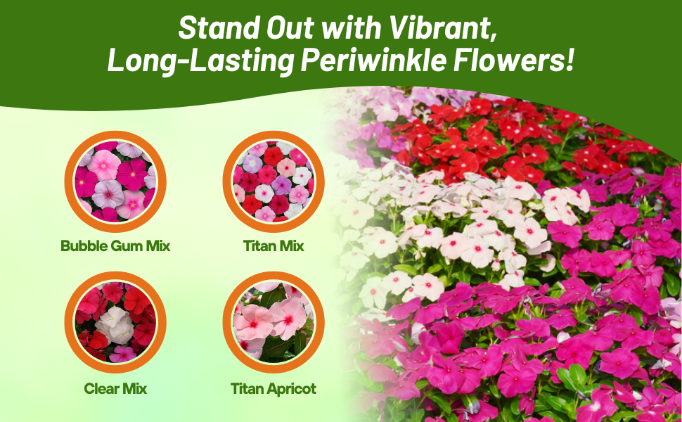 Vinca 'titan Clear Mix' - View 5 from www redcrocus com
