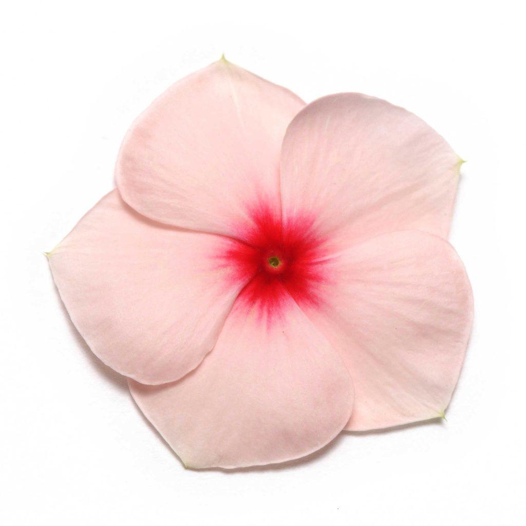 Vinca 'titan Clear Mix' - View 6 from www redcrocus com