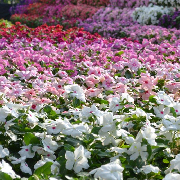 Vinca 'titan Clear Mix' - View 8 from www redcrocus com