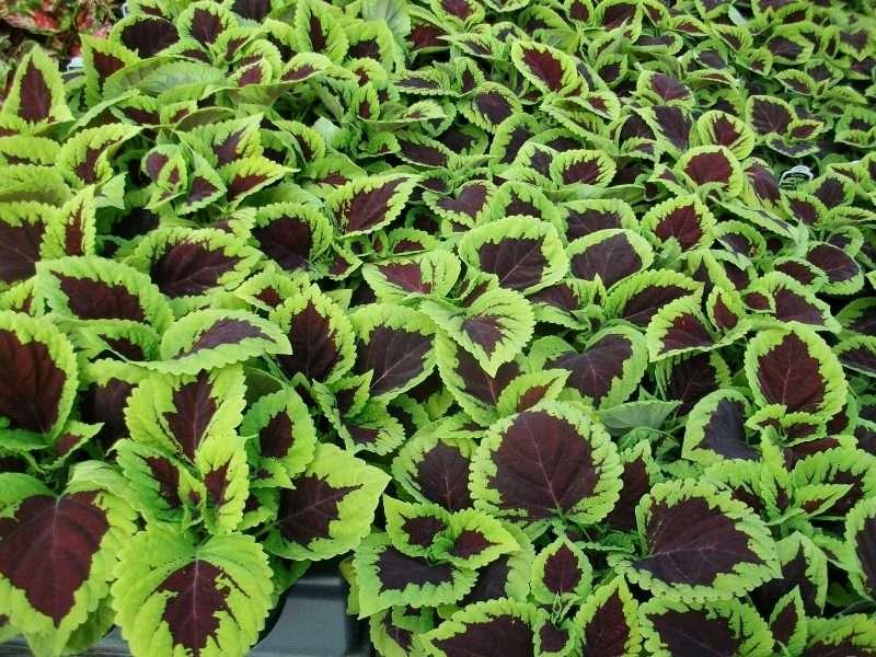 Coleus Kong Lime Sprite - View 12 from www redcrocus com