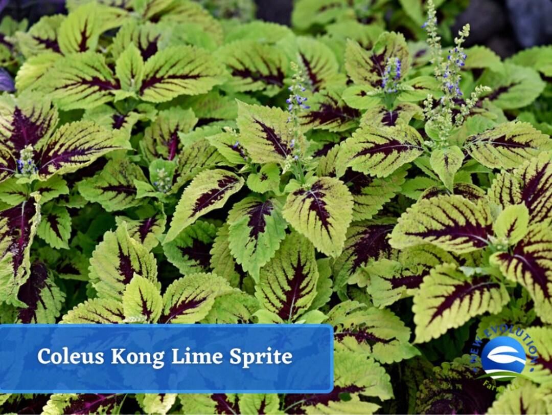 Coleus Kong Lime Sprite - View 17 from www redcrocus com