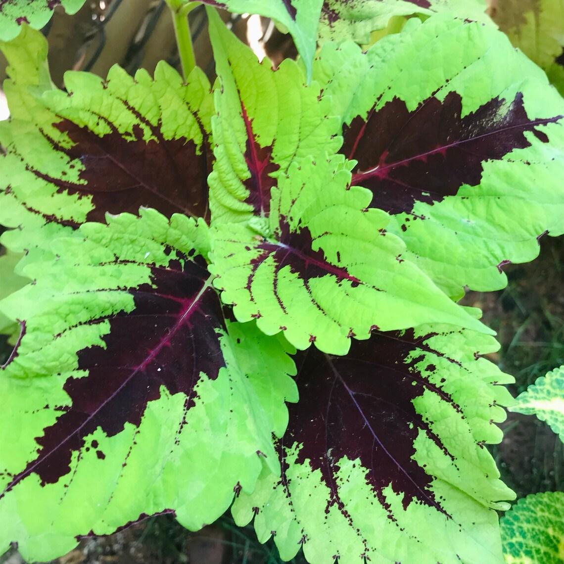 Coleus Kong Lime Sprite - View 8 from www redcrocus com