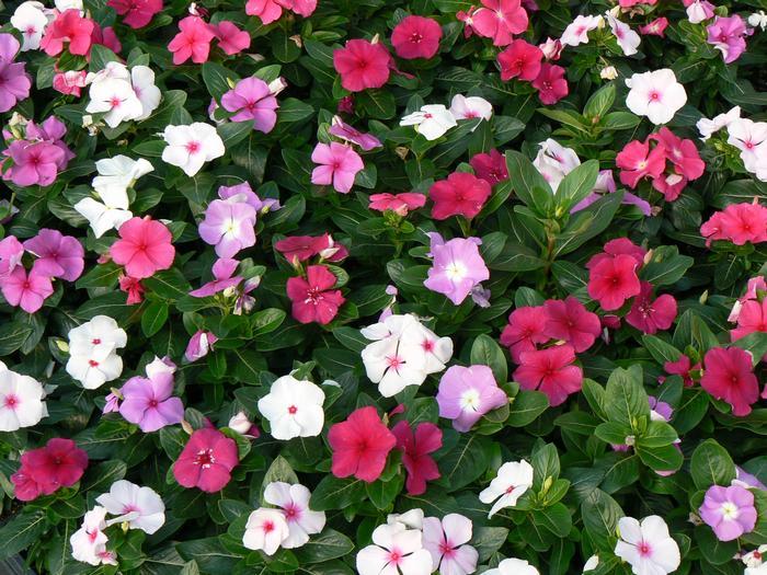 Vinca Titan Apricot - View 12 from www redcrocus com