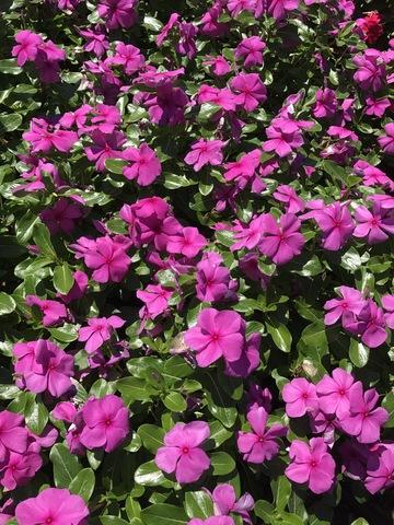Vinca Titan Apricot - View 15 from www redcrocus com