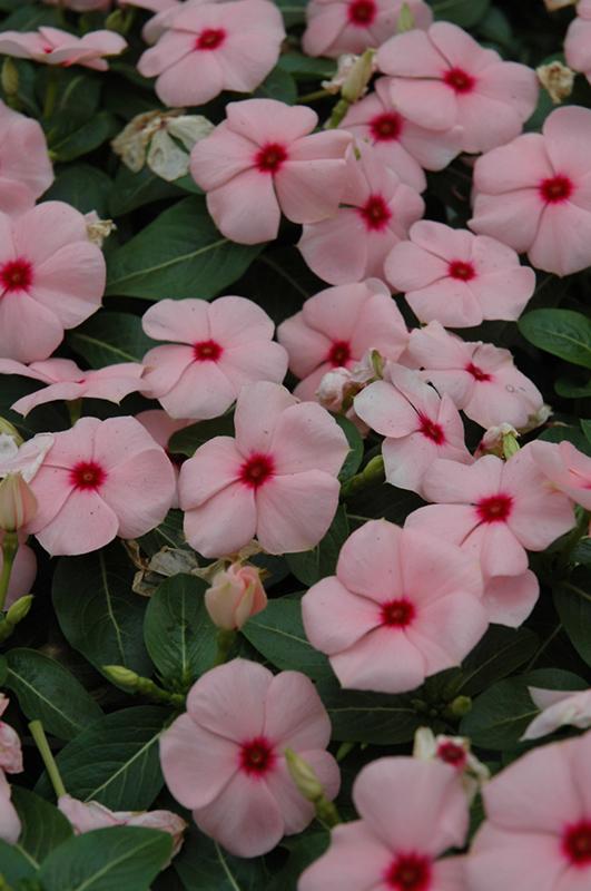 Vinca Titan Apricot - View 1 from www redcrocus com