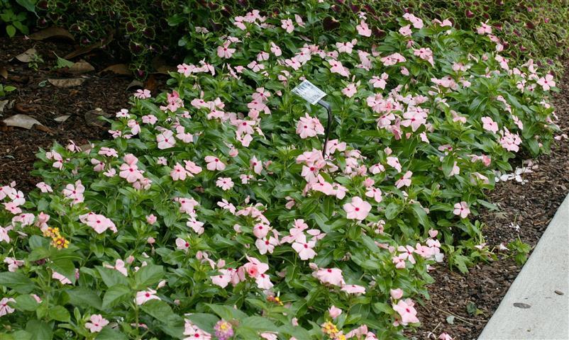 Vinca Titan Apricot - View 5 from www redcrocus com
