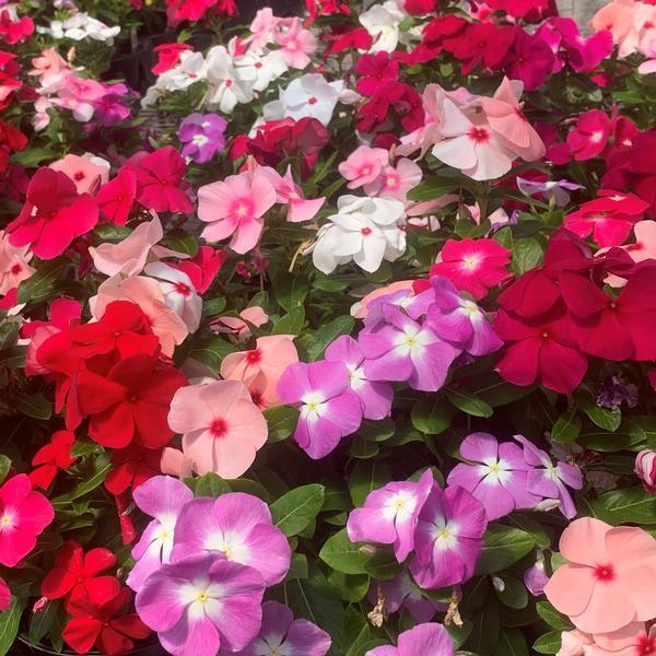 Vinca Titan Bubble Gum Mix - View 8 from www redcrocus com