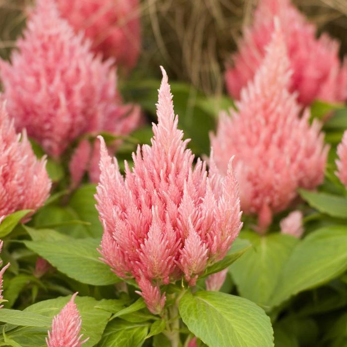 Celosia 'ice Cream Mix' - View 10 from www redcrocus com