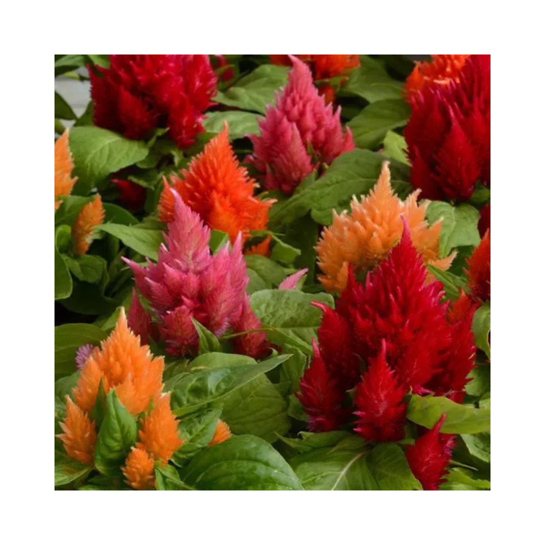 Celosia 'ice Cream Mix' - View 10 from www redcrocus com