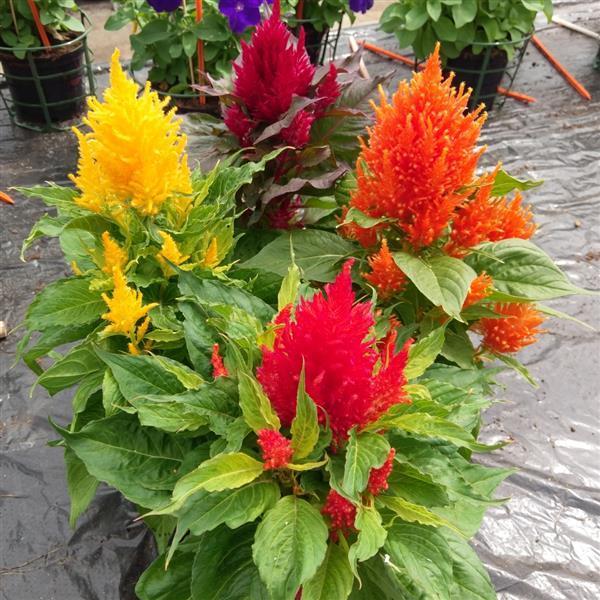 Celosia 'ice Cream Mix' - View 12 from www redcrocus com