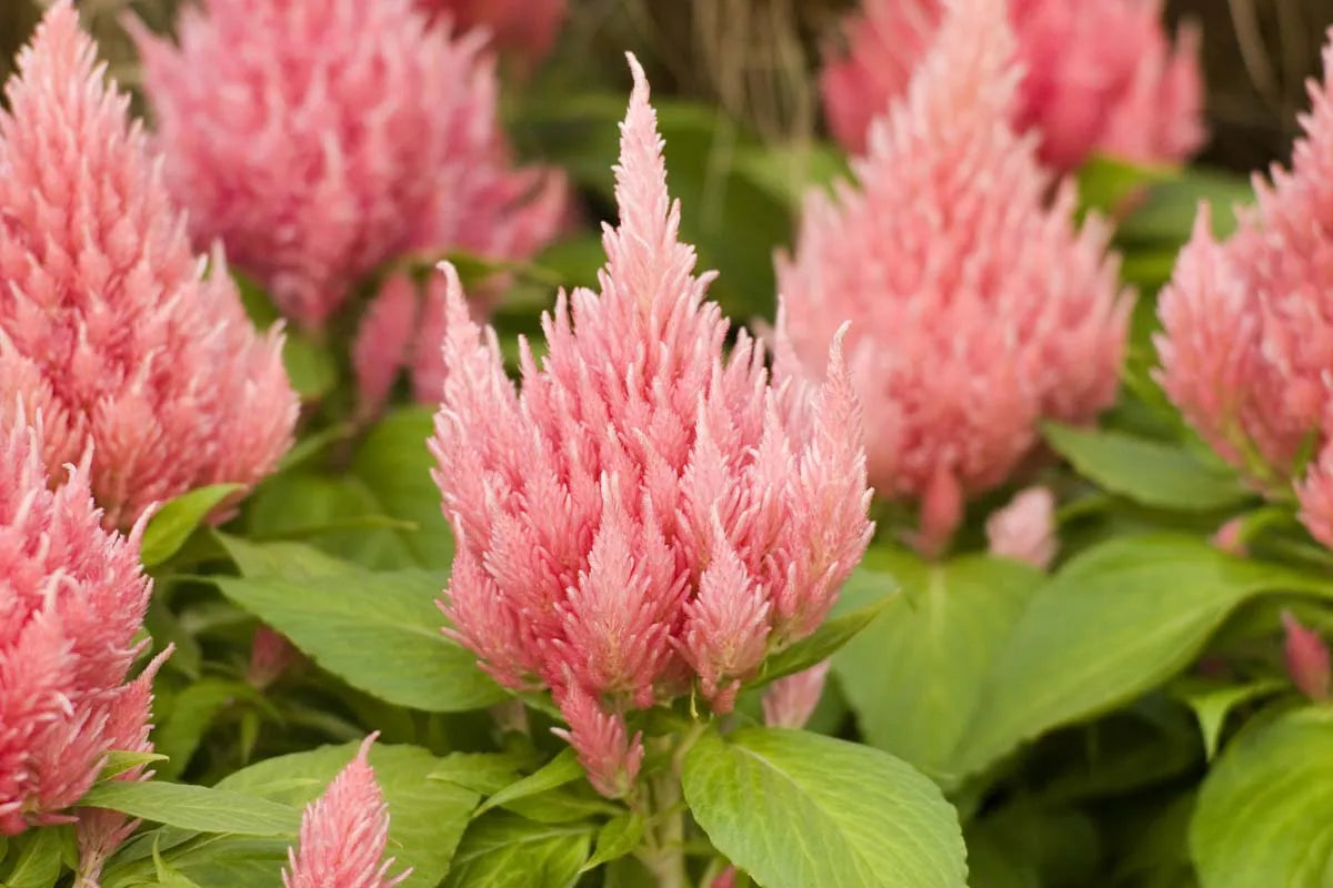 Celosia 'ice Cream Mix' - View 13 from www redcrocus com