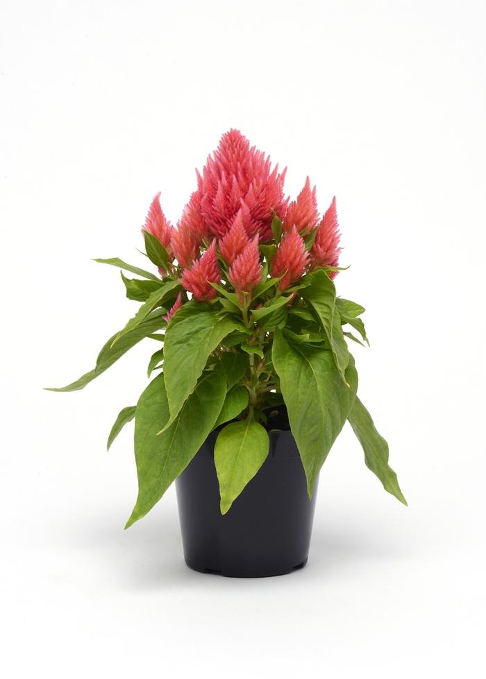 Celosia 'ice Cream Mix' - View 16 from www redcrocus com