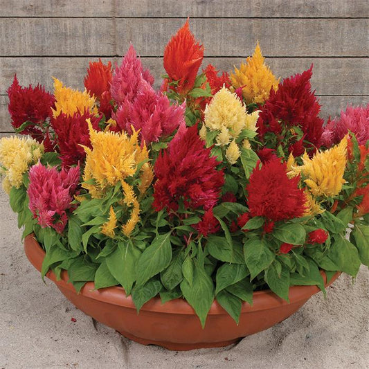 Celosia 'ice Cream Mix' - View 1 from www redcrocus com