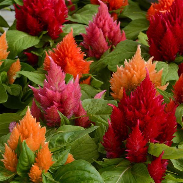 Celosia 'ice Cream Mix' - View 2 from www redcrocus com