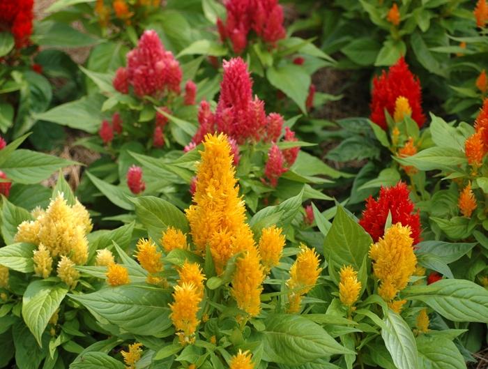 Celosia 'ice Cream Mix' - View 6 from www redcrocus com