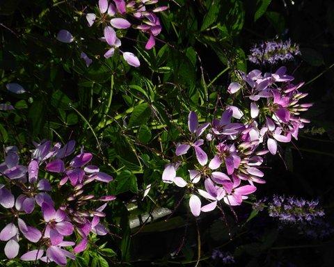 Cleome Clio Magenta - View 12 from www redcrocus com