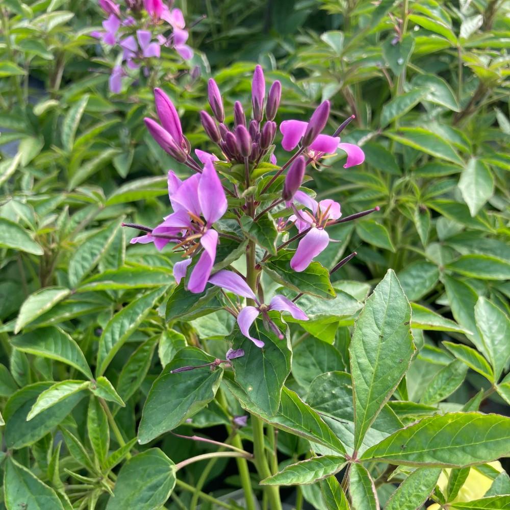 Cleome Clio Magenta - View 13 from www redcrocus com