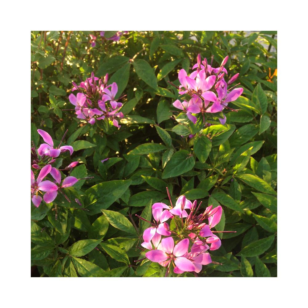Cleome Clio Magenta - View 18 from www redcrocus com