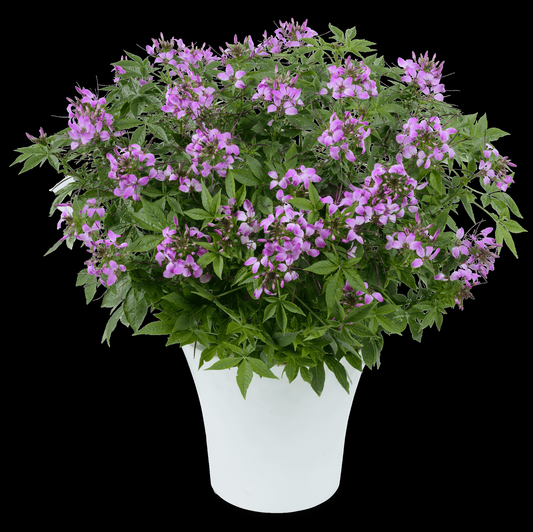 Cleome Clio Magenta - View 1 from www redcrocus com