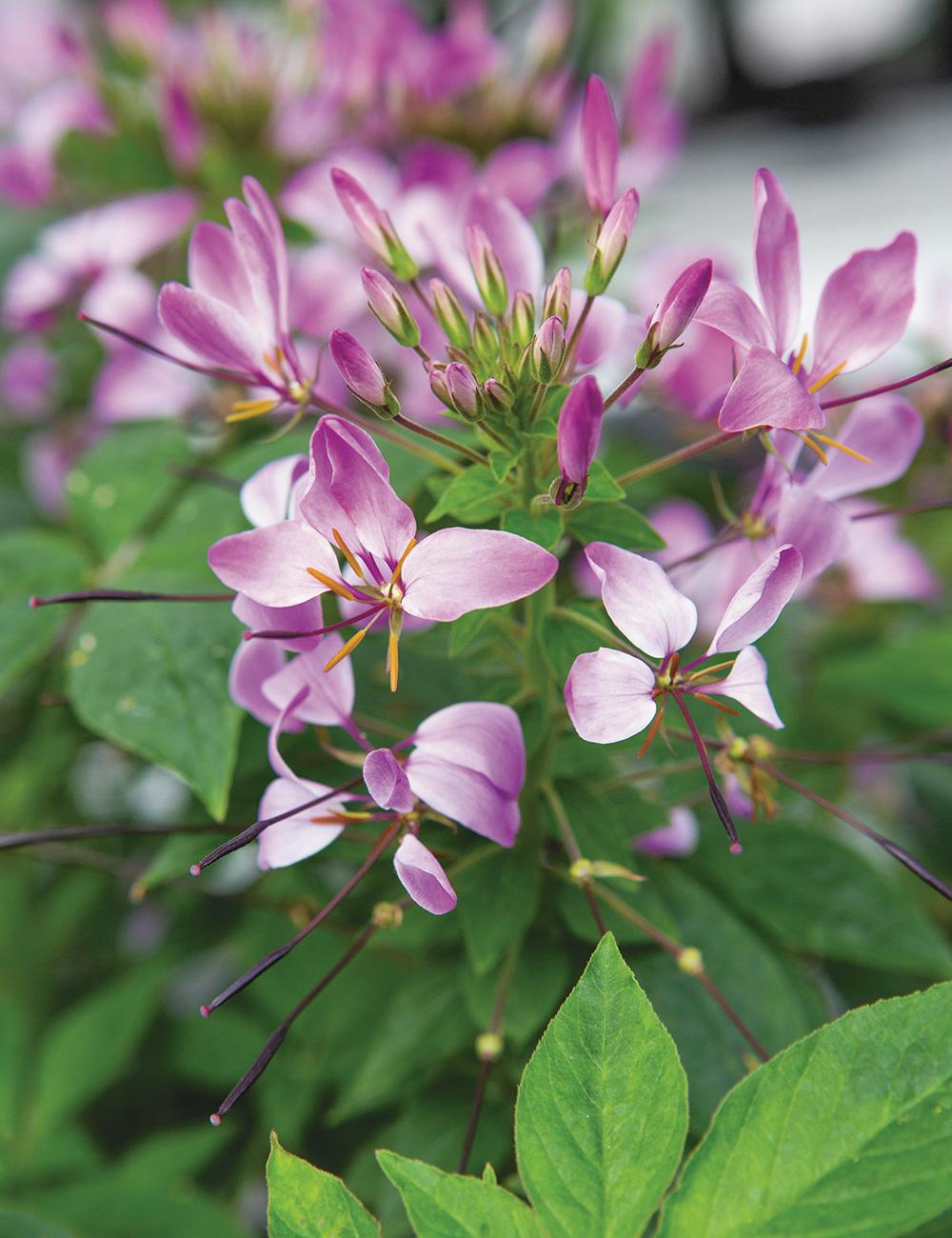 Cleome Clio Magenta - View 2 from www redcrocus com