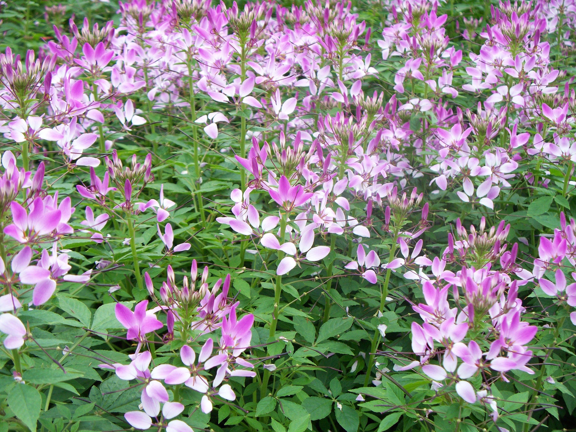 Cleome Clio Magenta - View 3 from www redcrocus com
