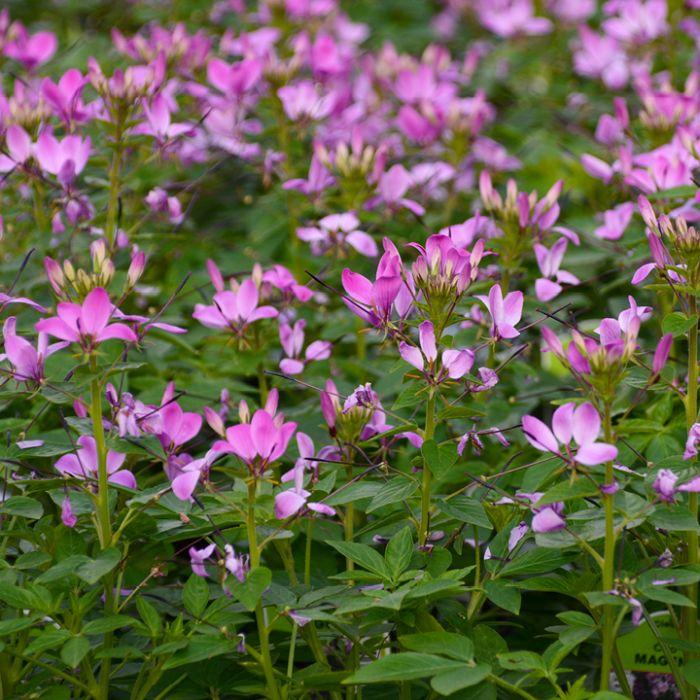 Cleome Clio Magenta - View 5 from www redcrocus com