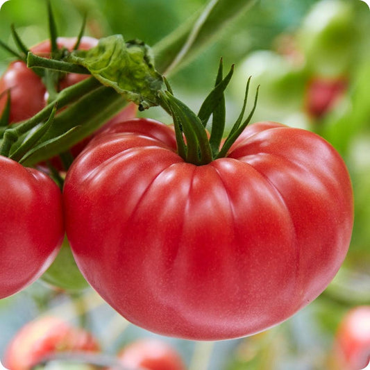 Tomato Brandywine (heirloom) - View 1 from www redcrocus com