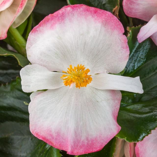 Begonia X Tophat Pink - View 10 from www redcrocus com