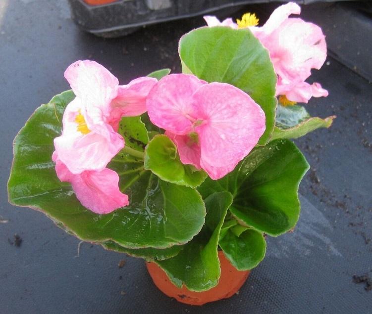 Begonia X Tophat Pink - View 11 from www redcrocus com