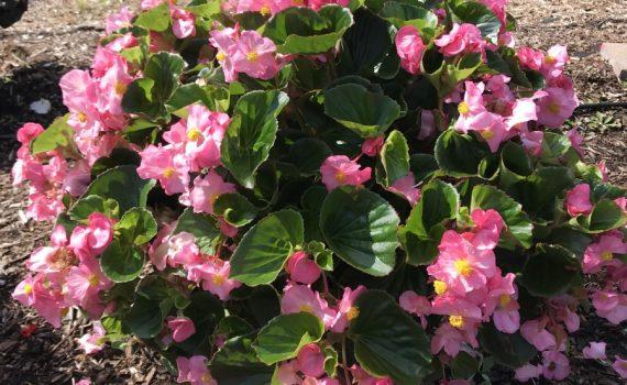 Begonia X Tophat Pink - View 12 from www redcrocus com