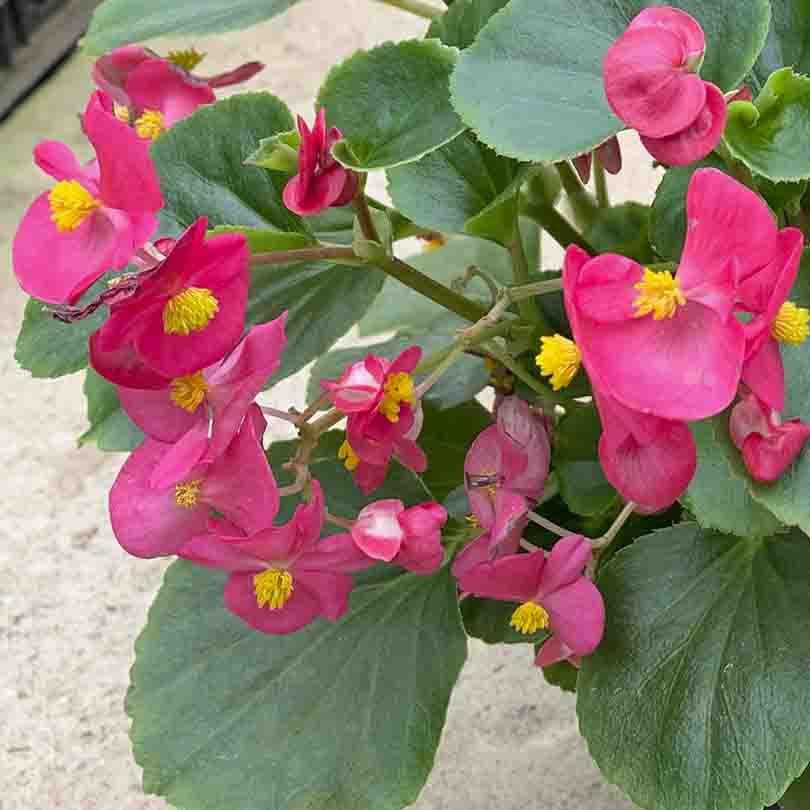 Begonia X Tophat Pink - View 13 from www redcrocus com