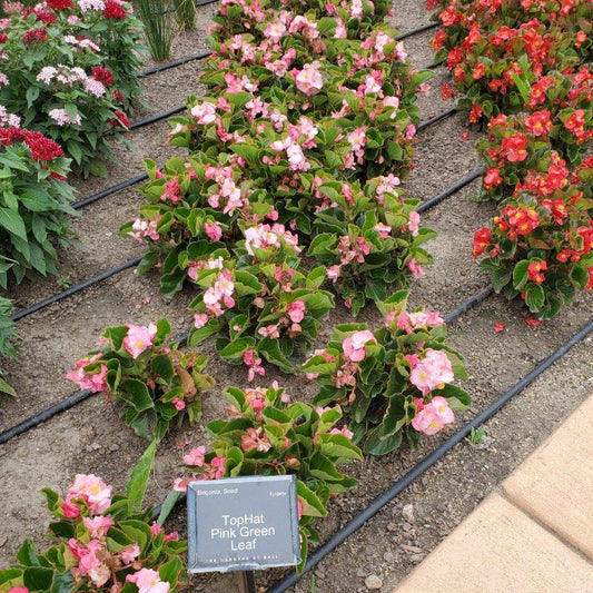 Begonia X Tophat Pink - View 1 from www redcrocus com