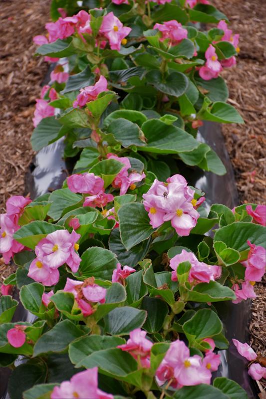 Begonia X Tophat Pink - View 2 from www redcrocus com