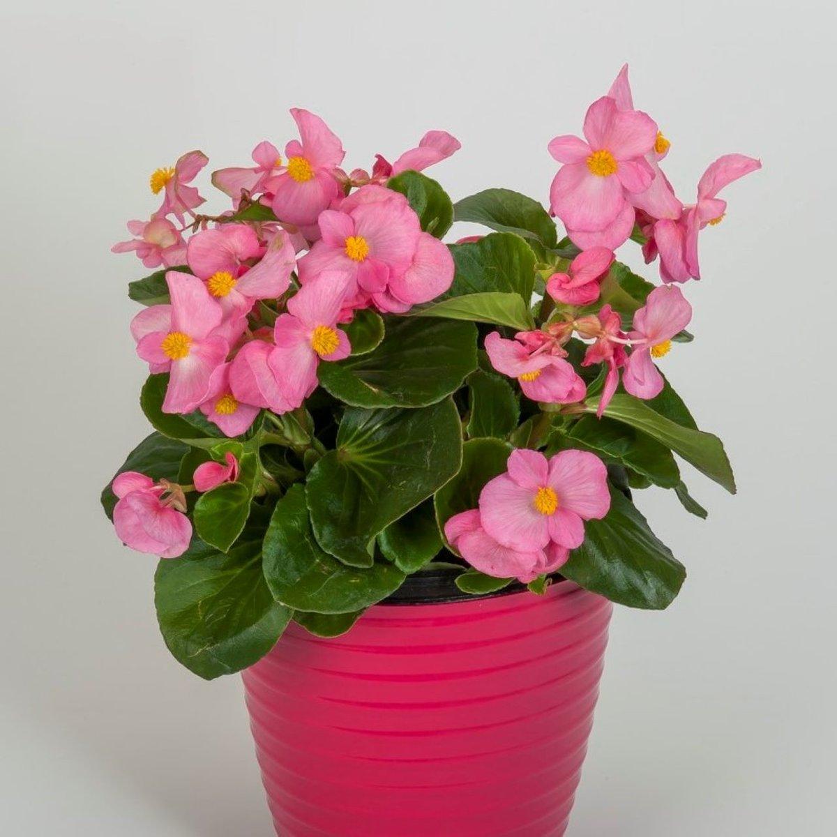 Begonia X Tophat Pink - View 3 from www redcrocus com