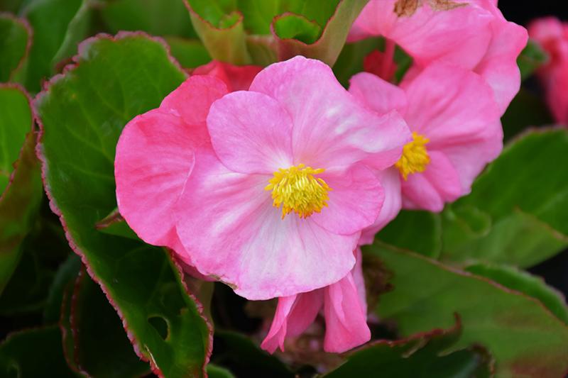 Begonia X Tophat Pink - View 5 from www redcrocus com