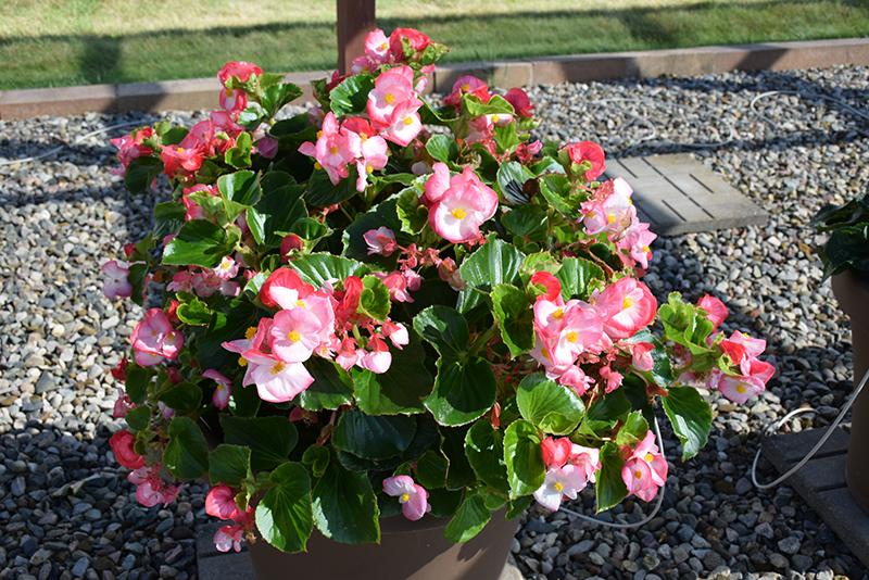 Begonia X Tophat Pink - View 6 from www redcrocus com