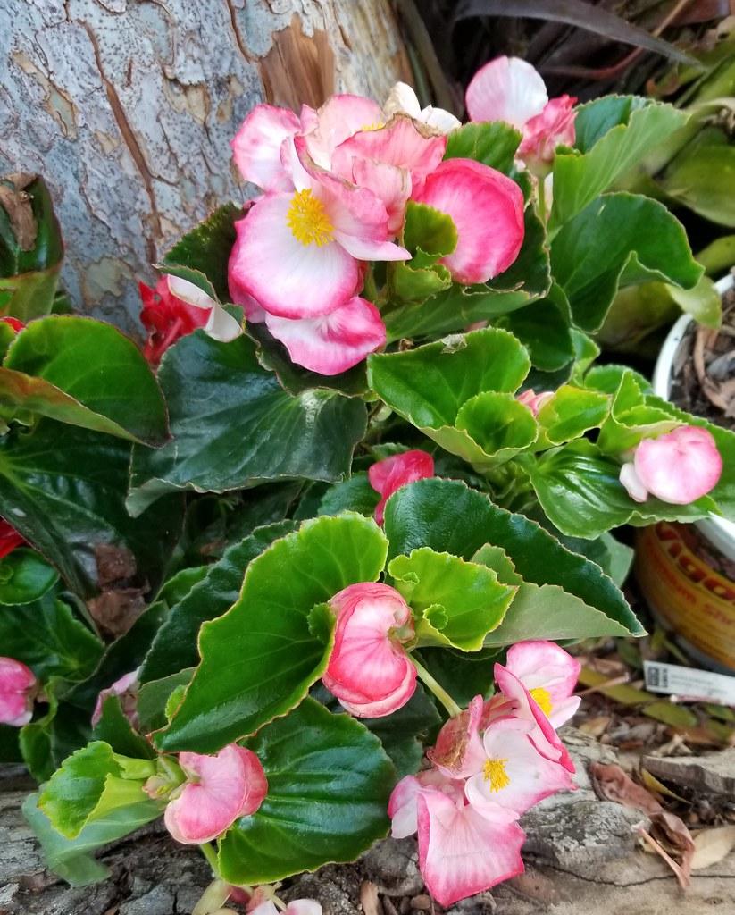 Begonia X Tophat Pink - View 7 from www redcrocus com