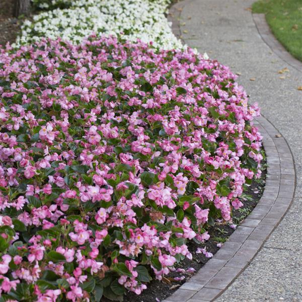 Begonia X Tophat Pink - View 8 from www redcrocus com