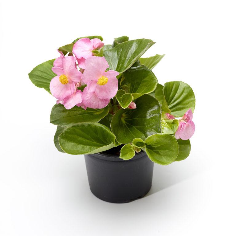 Begonia X Tophat Pink - View 9 from www redcrocus com