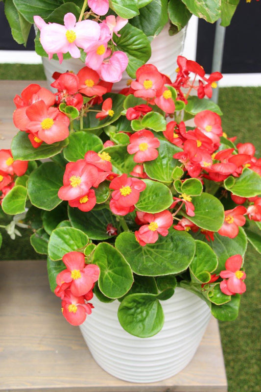 Begonia X Tophat Scarlet - View 1 from www redcrocus com