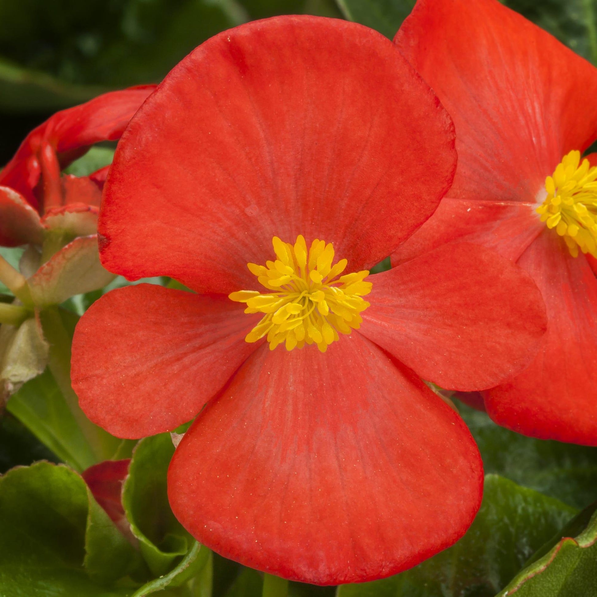 Begonia X Tophat Scarlet - View 3 from www redcrocus com