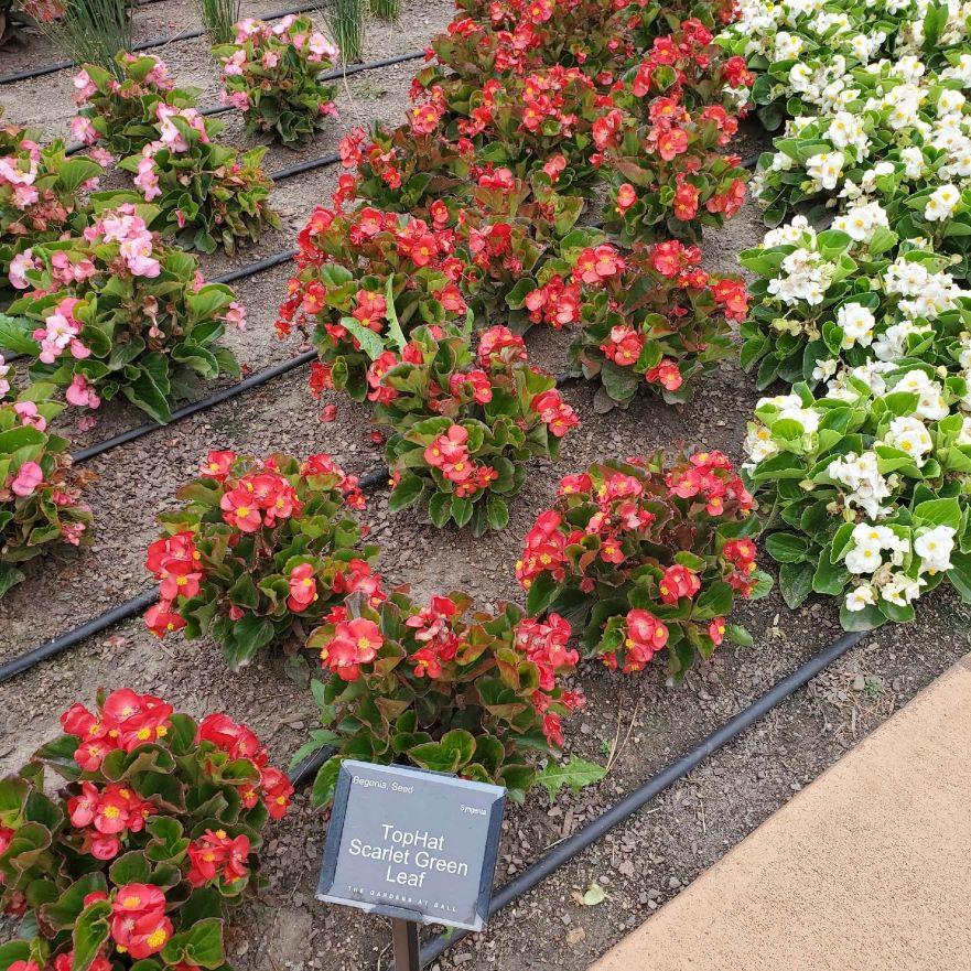 Begonia X Tophat Scarlet - View 4 from www redcrocus com